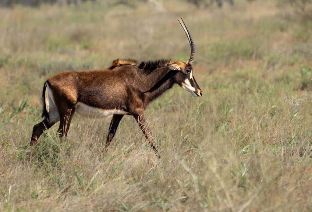 Sable antelope in the grass
