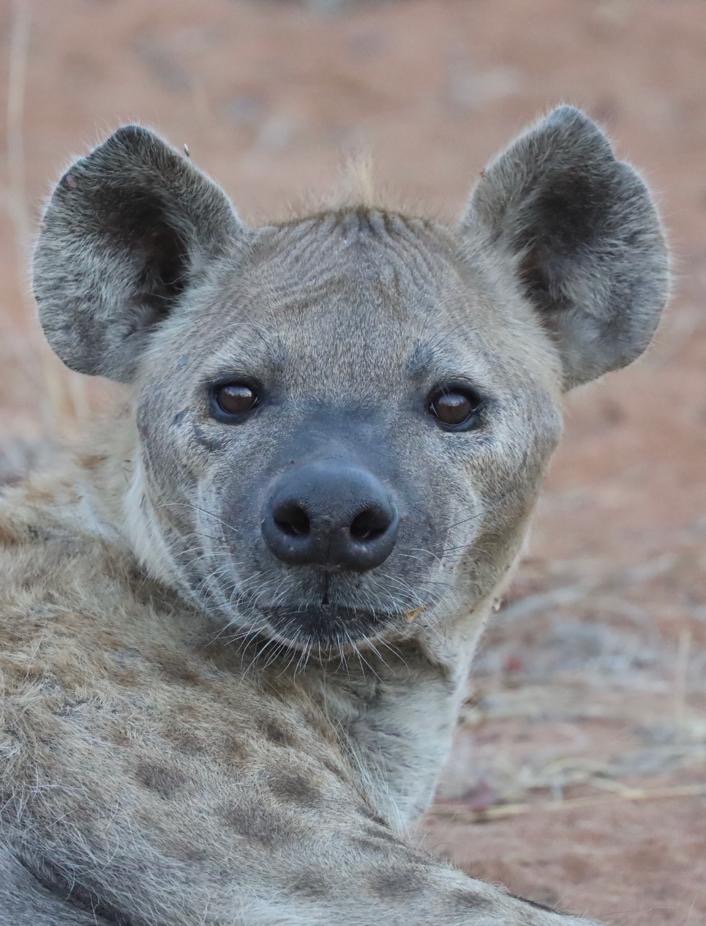 Hyena portrait