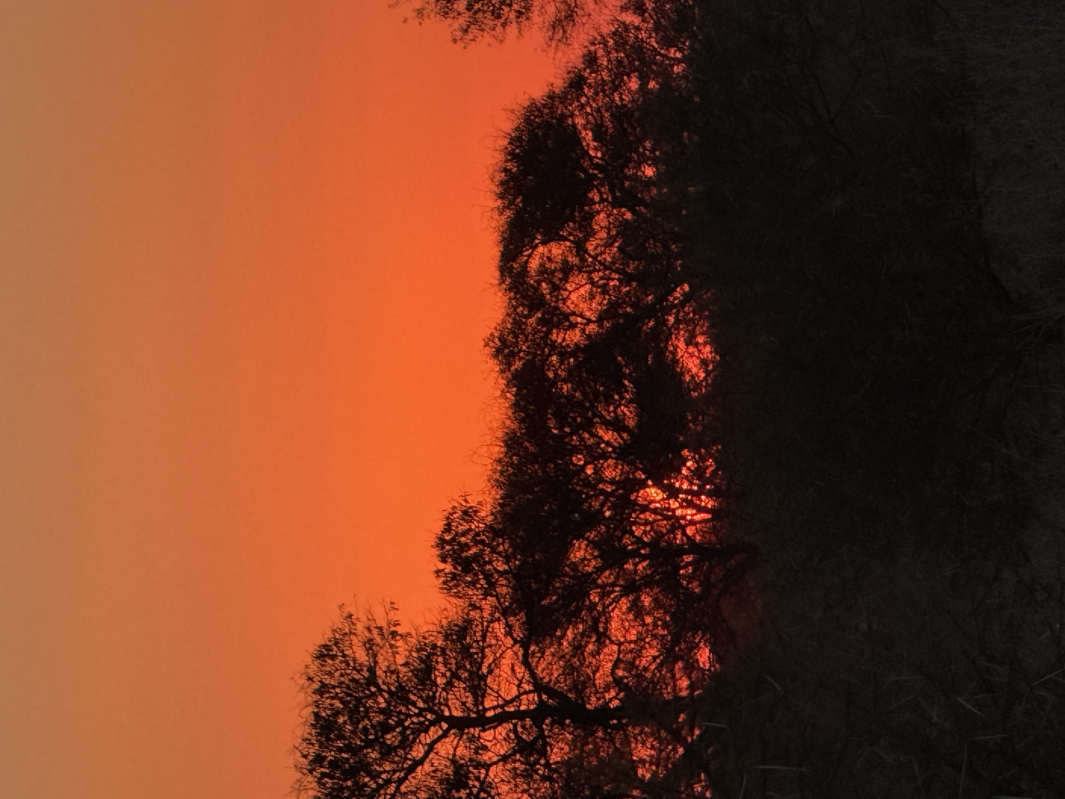 Silhouetted acacia tree against a fiery South African sunset