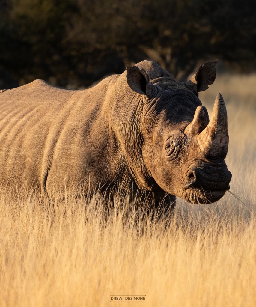 Black rhino in golden grass
