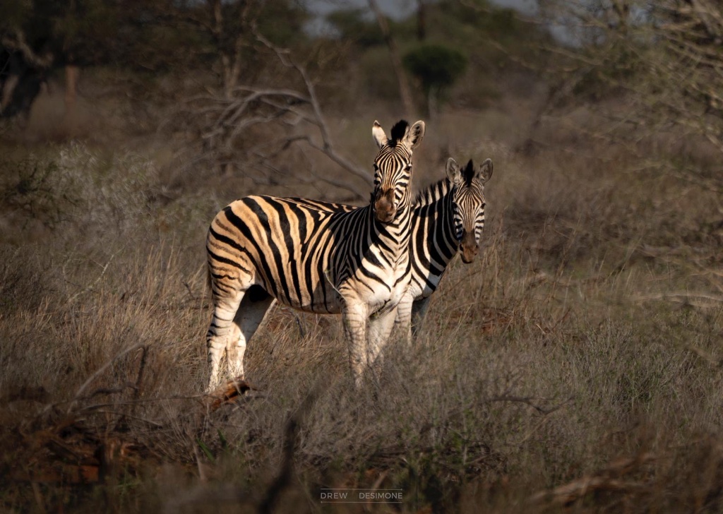 Zebras in the evening light