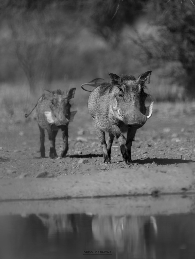 Warthogs at the waterhole
