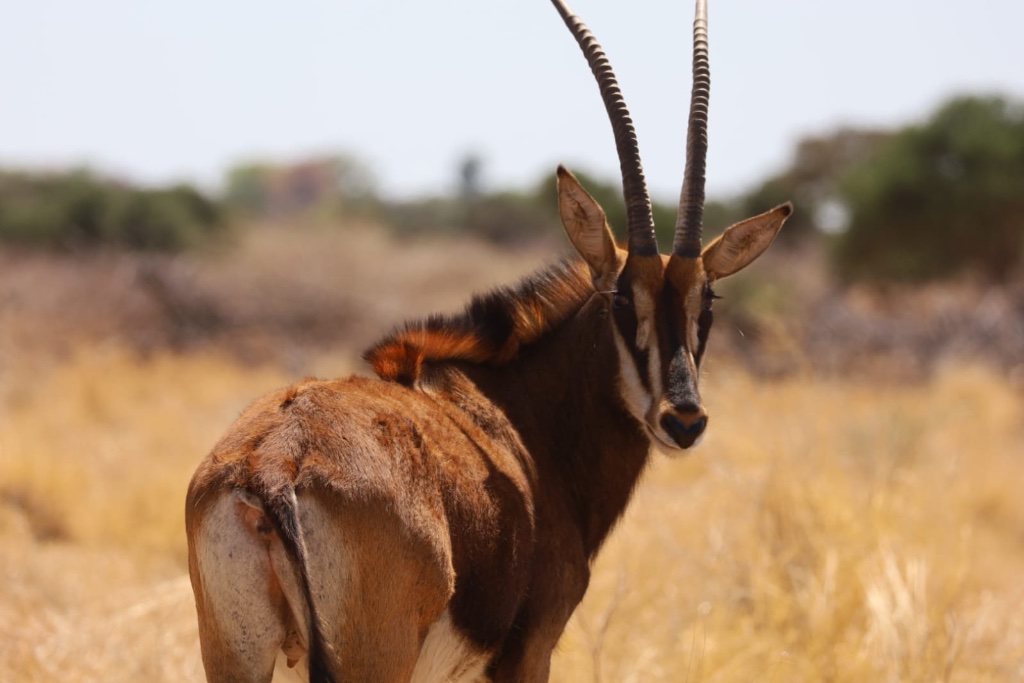 Sable antelope looking back