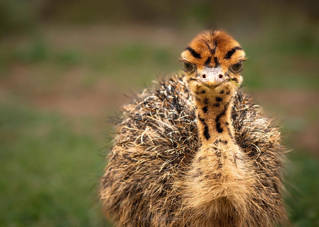 Baby ostrich