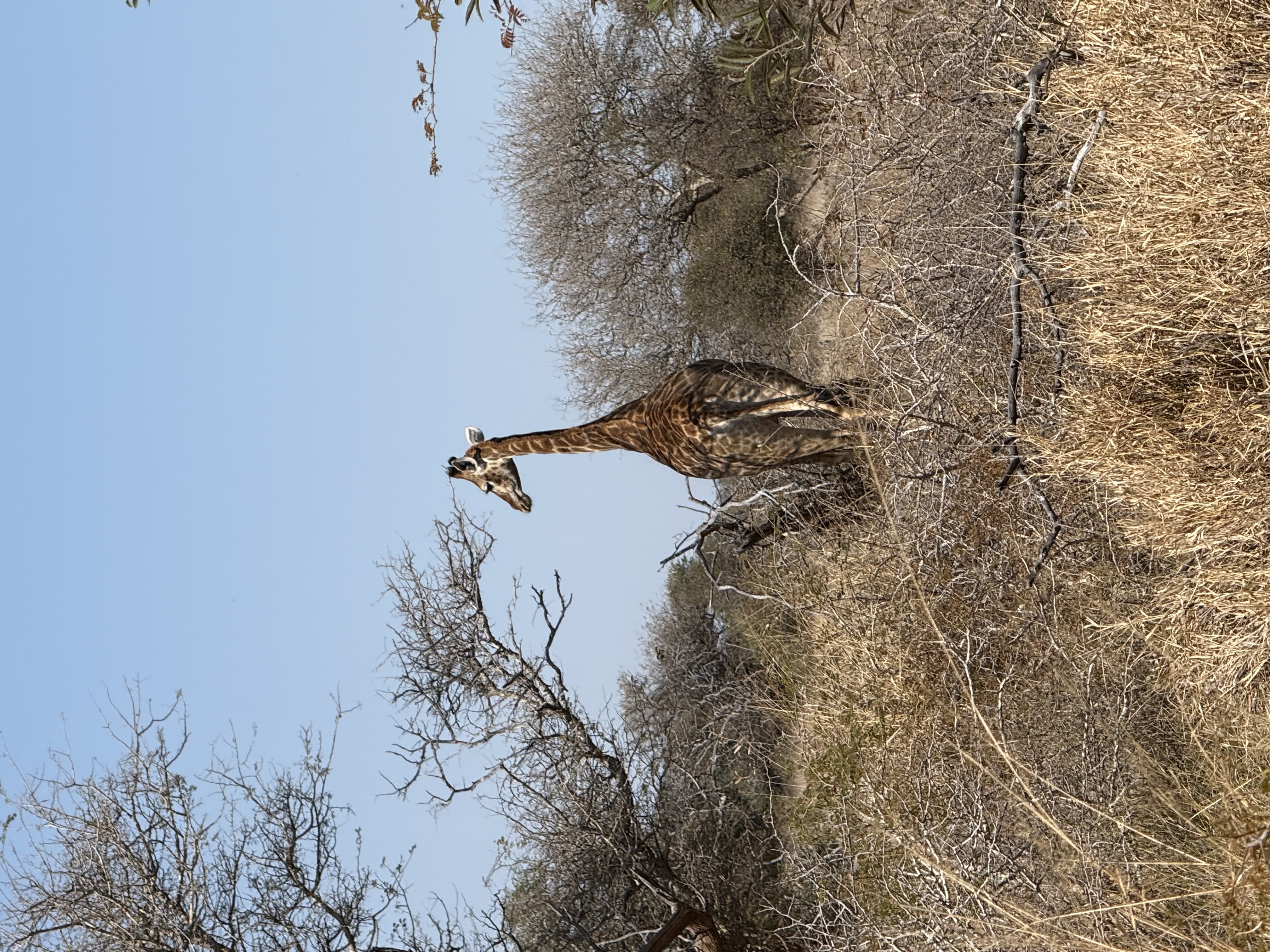 Giraffe standing in the dry Limpopo bushveld