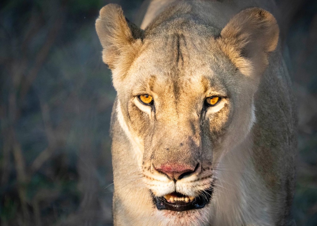 Lioness close-up