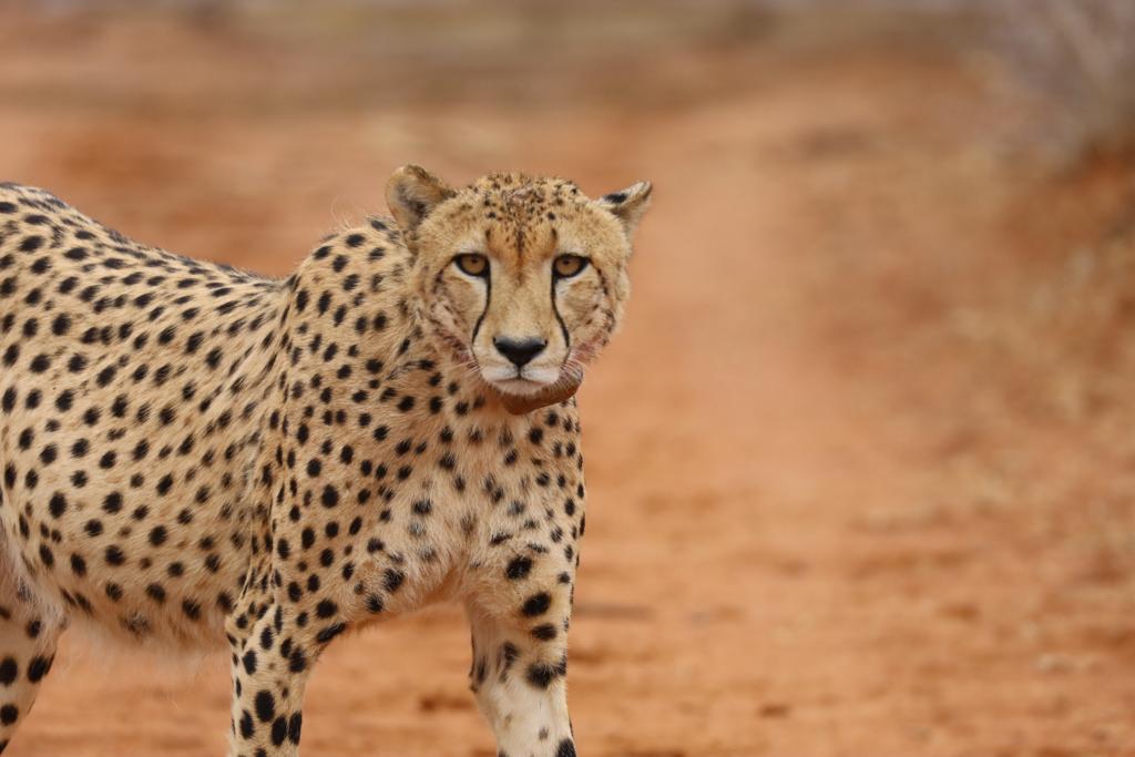 Cheetah on the red sand