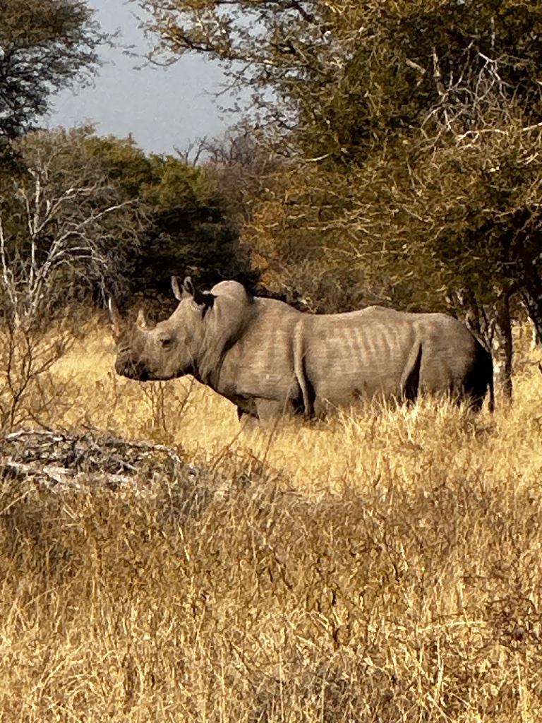 White rhino in dry grass