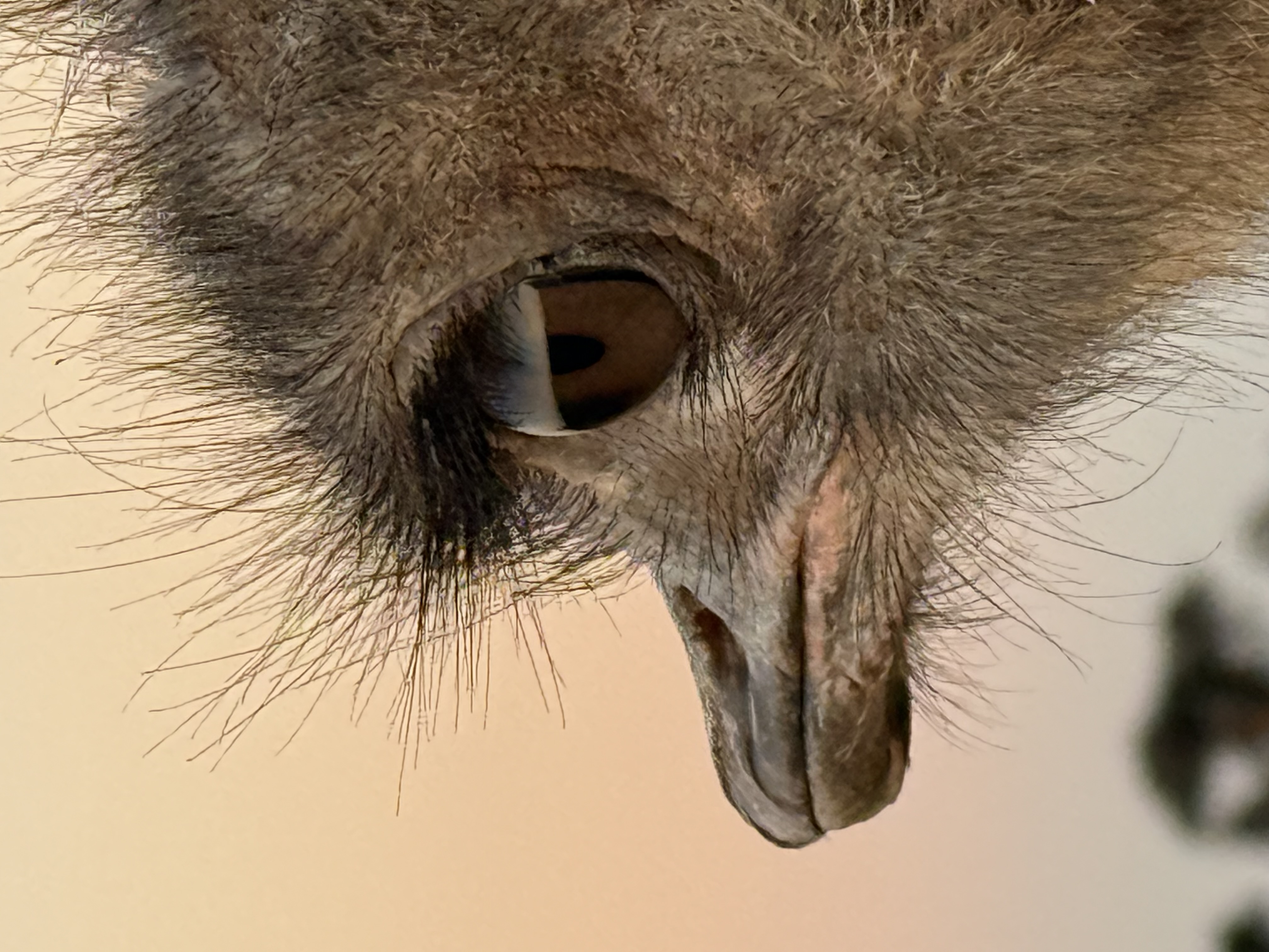 Macro capture of an ostrich eye — (re)lensing the detail of creation