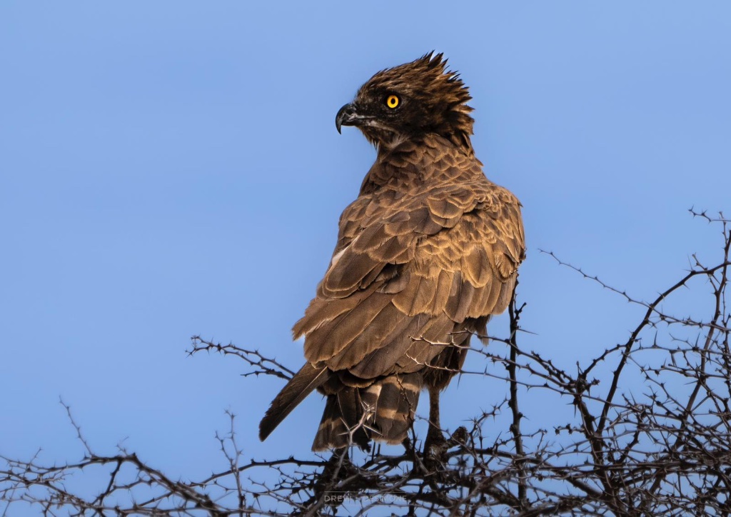 Martial eagle on the branch