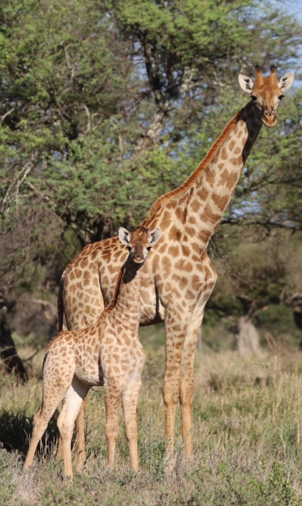 Mother and calf giraffe