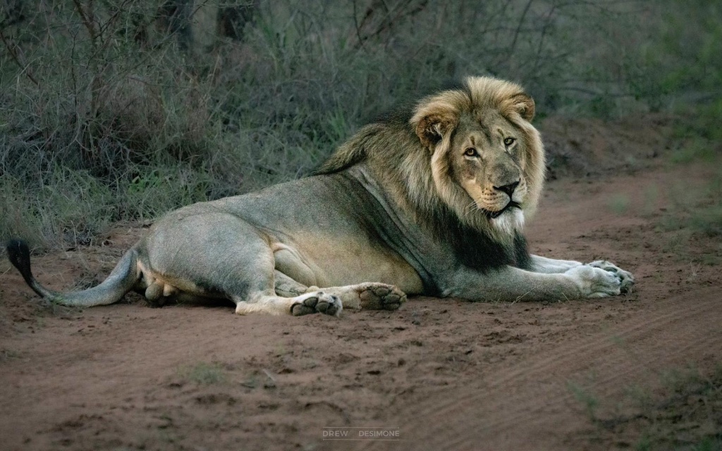 Lion resting on the red dirt road