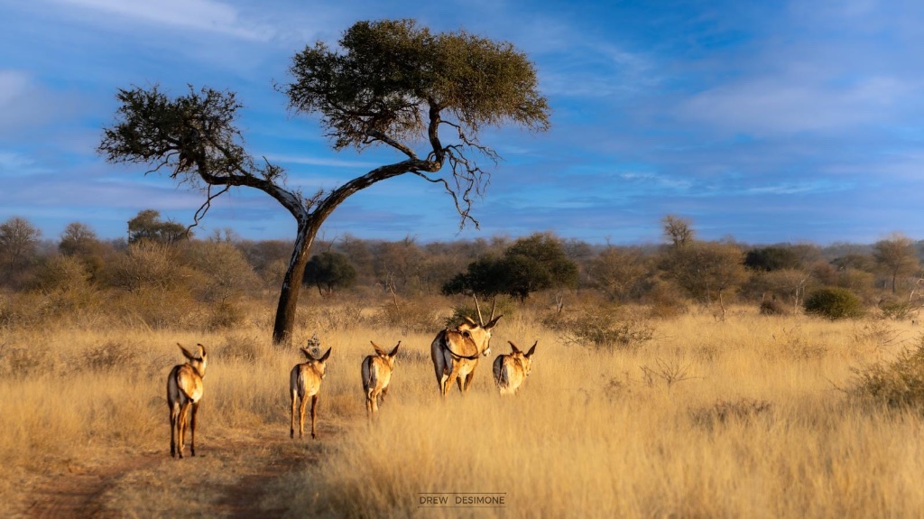 Eland under the acacia tree