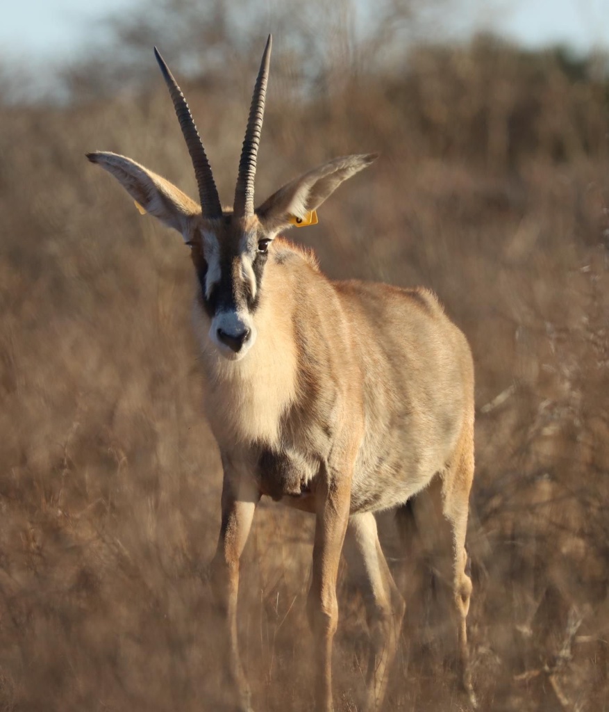 Roan antelope facing forward