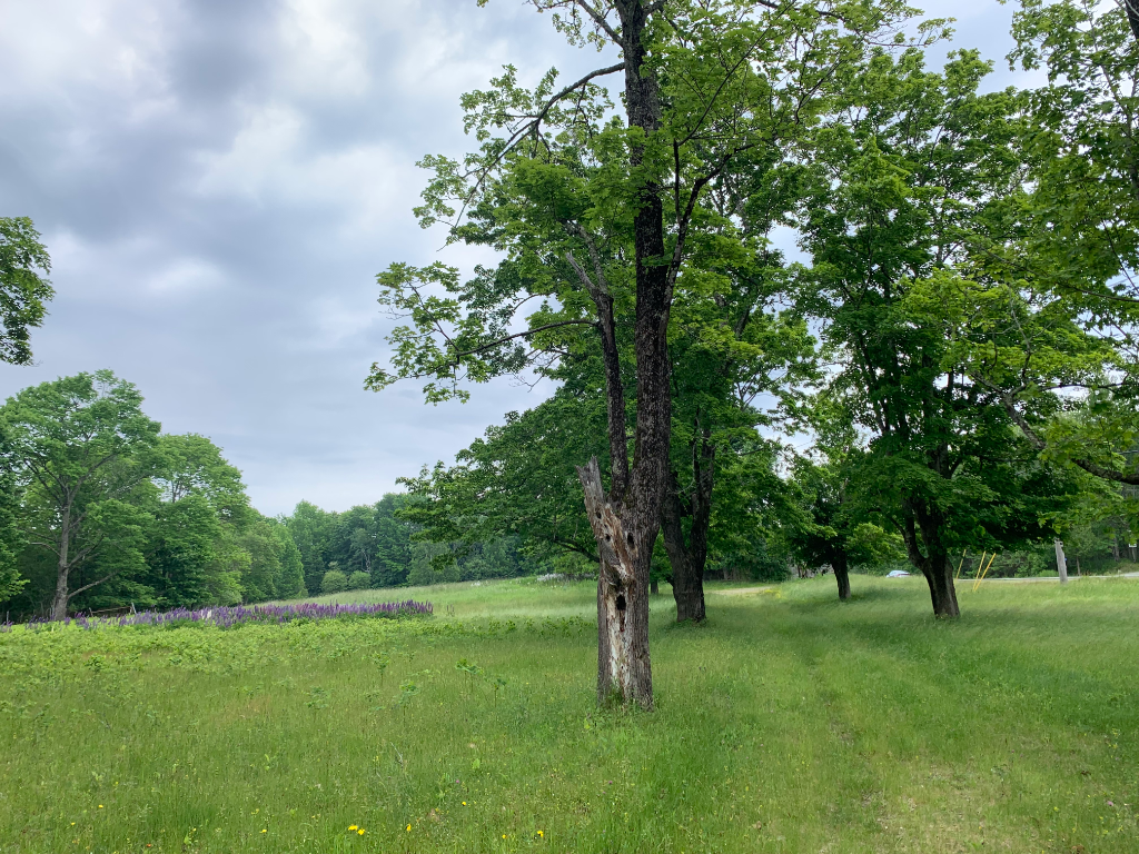 Expansive grassy field with lupines and treeline perimeter
