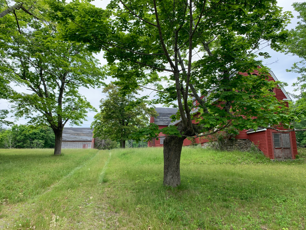Mature maple tree and barn structures seen across the field