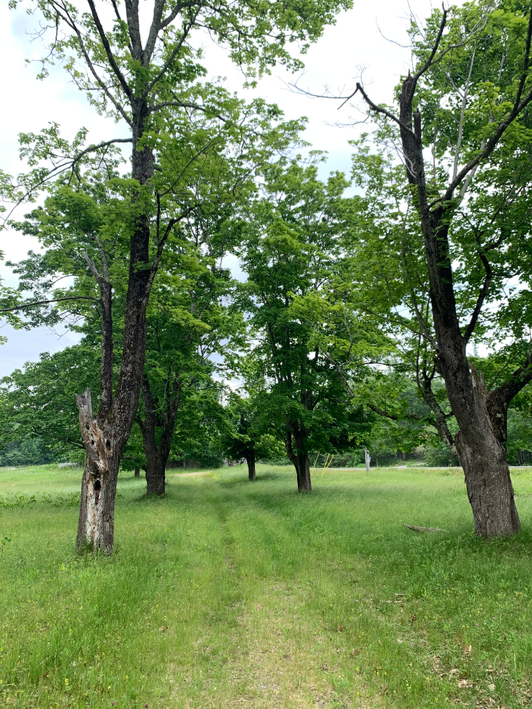 Worn dirt path through meadow with a hollowed tree trunk