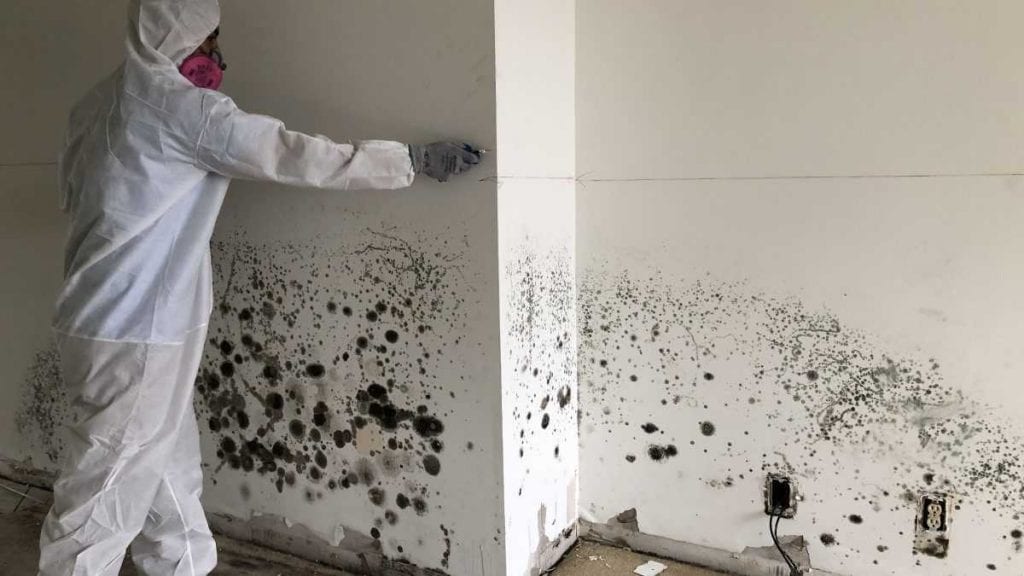 Lead & Mold Remediation
