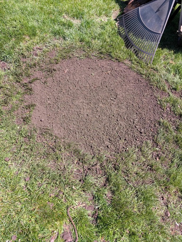 Fresh soil patch prepared for grass seeding