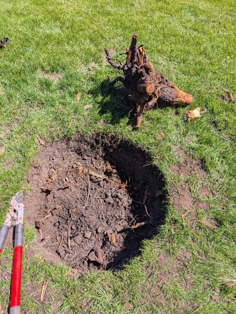 Removed tree stump leaving a clean hole for filling