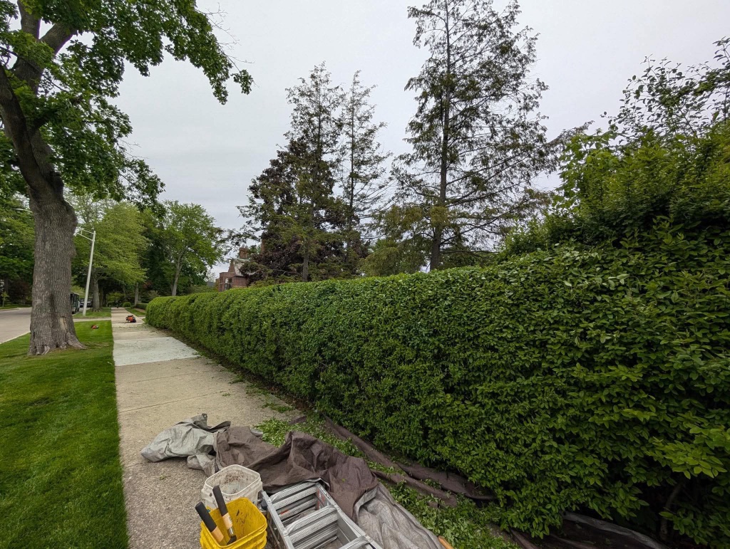 Perfectly manicured long privacy hedge along sidewalk