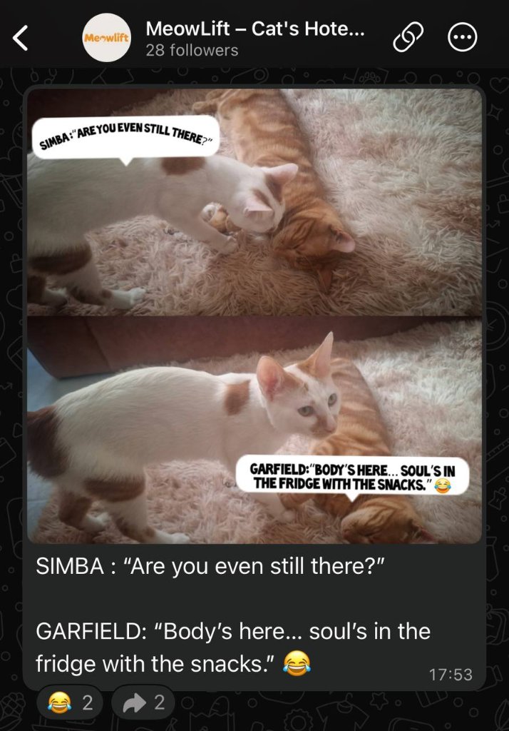 cat moment