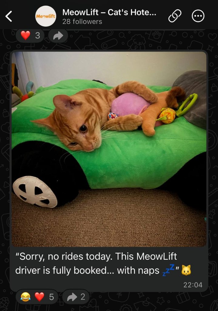 cat moment