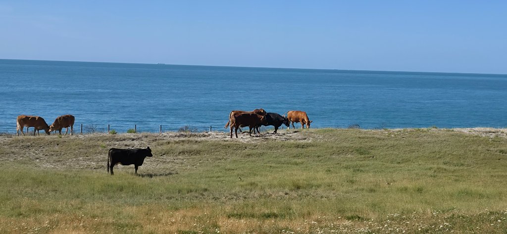 Cattle grazing the coastal grassland beside the sea