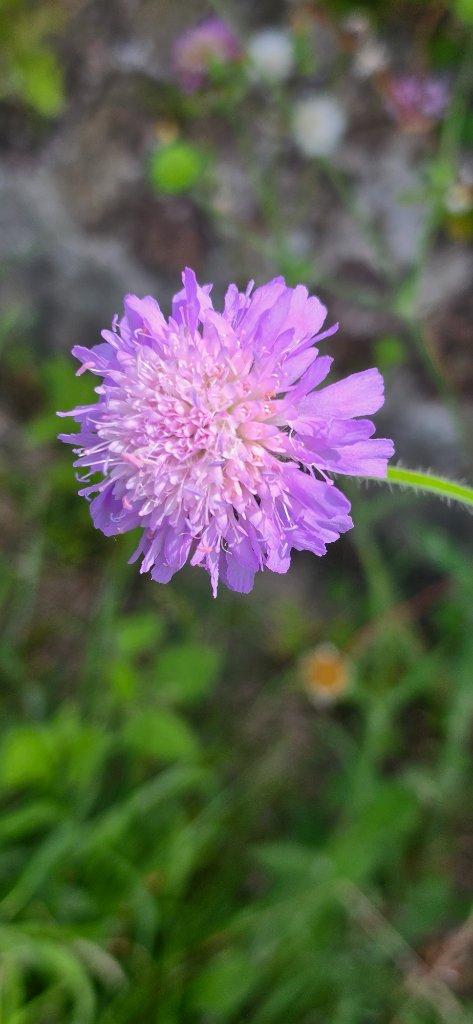 Field Scabious flower close-up