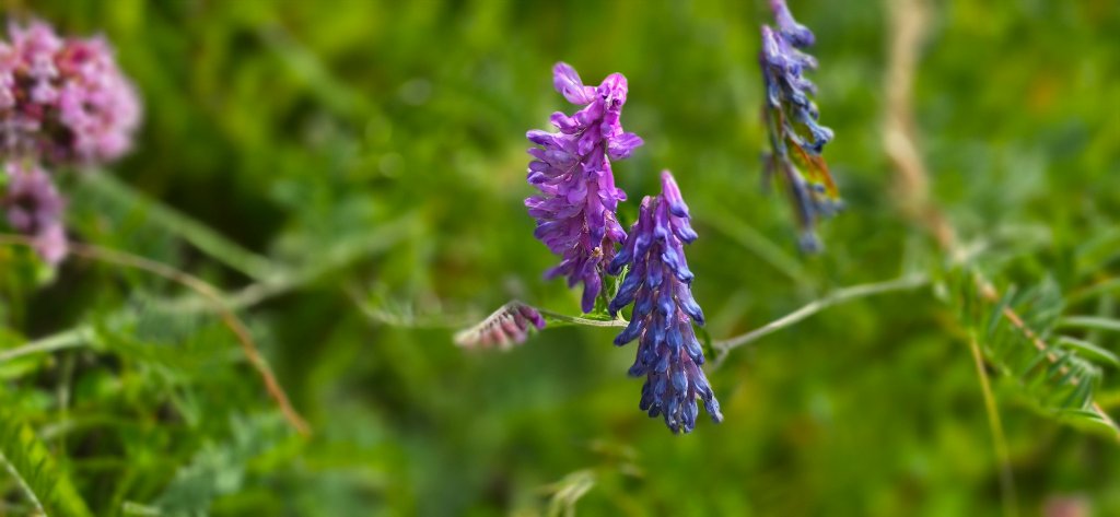 Tufted Vetch flowering amongst the grasses