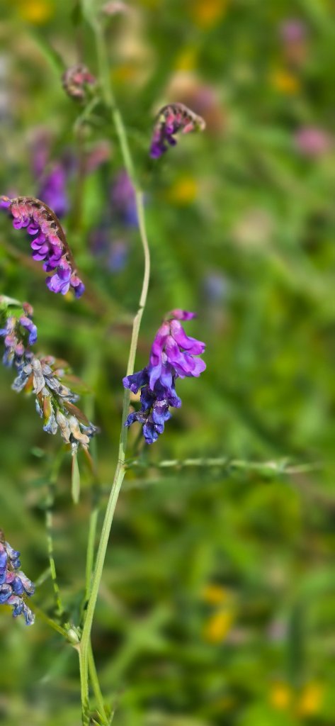 Tufted Vetch close-up amongst grassland
