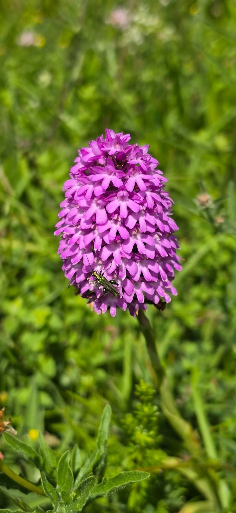 Pyramidal Orchid in full bloom