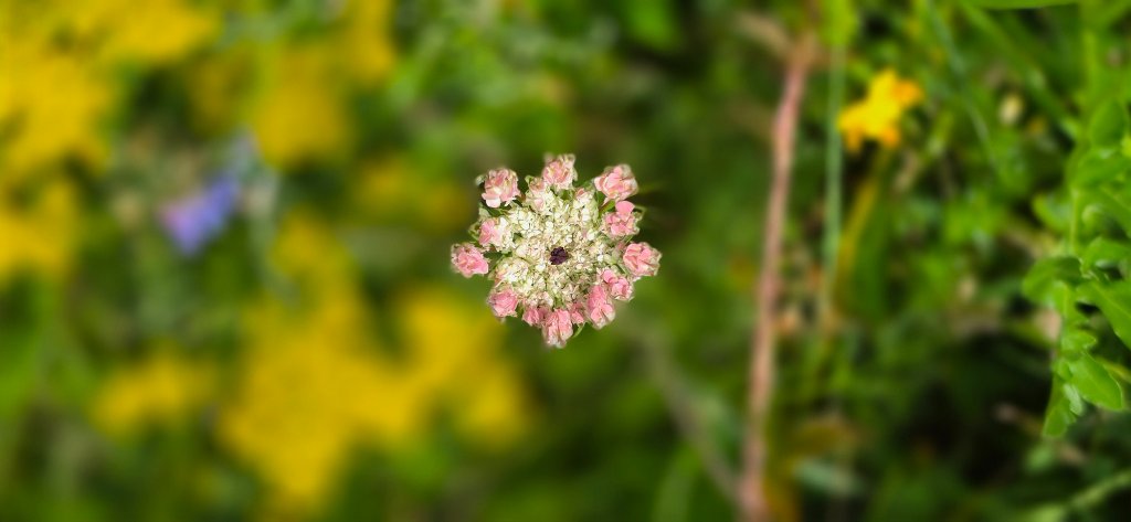 Wild Carrot flowerhead close-up