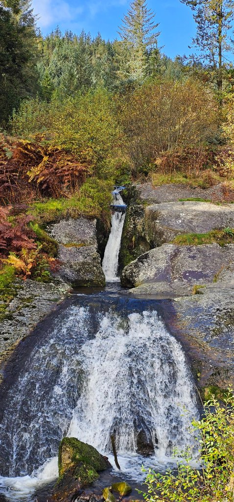 Winding boardwalk through the Hafren forest