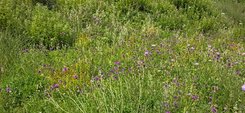 Wildflower meadow at Fort Burgoyne