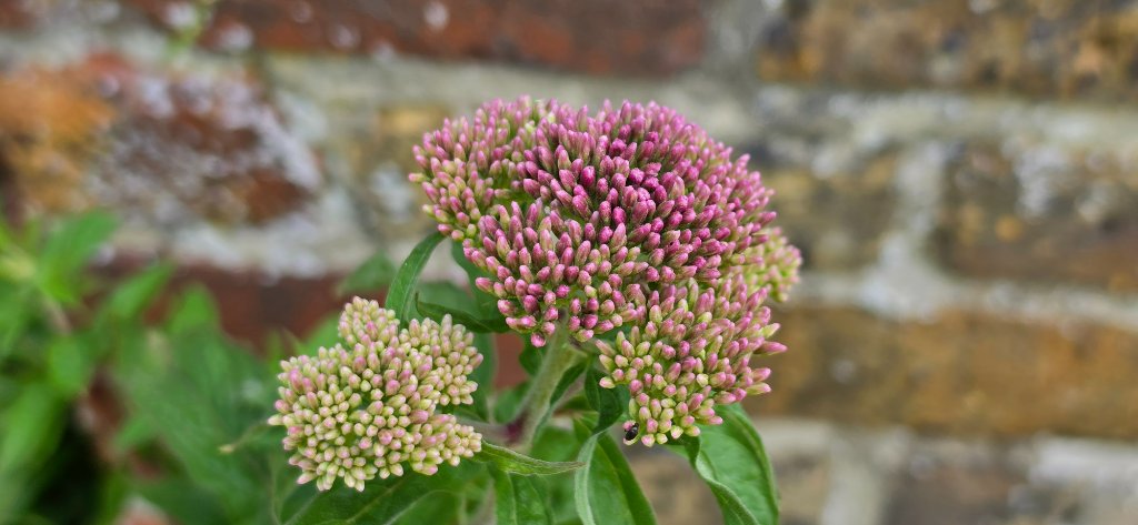 Hemp Agrimony flower buds