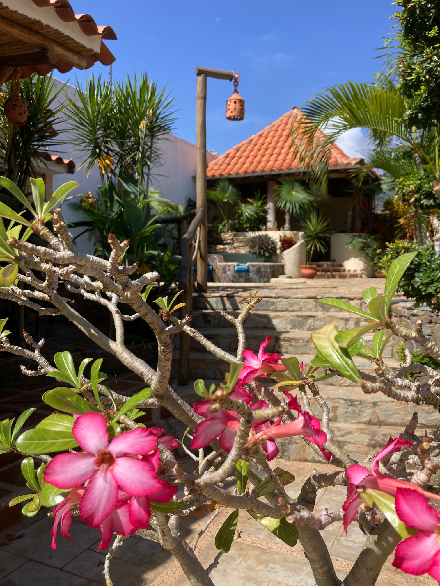 Rosa del desierto en flor y sendero de piedra hacia la piscina en Molino's Village