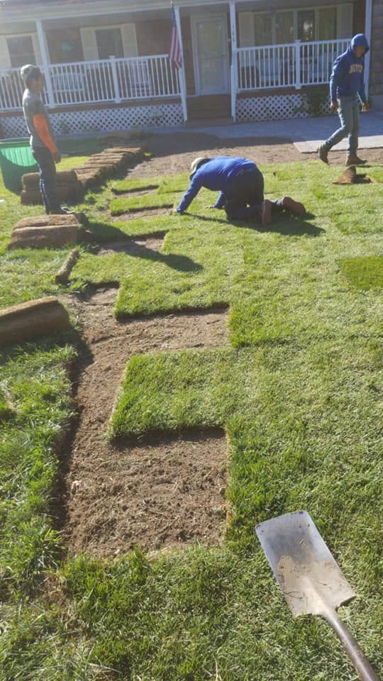 Bueno Landscaping — professional sod installation crew at work