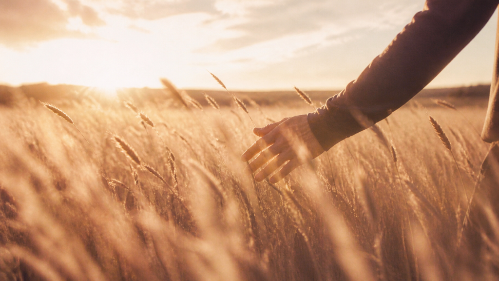 Fields of Elysium