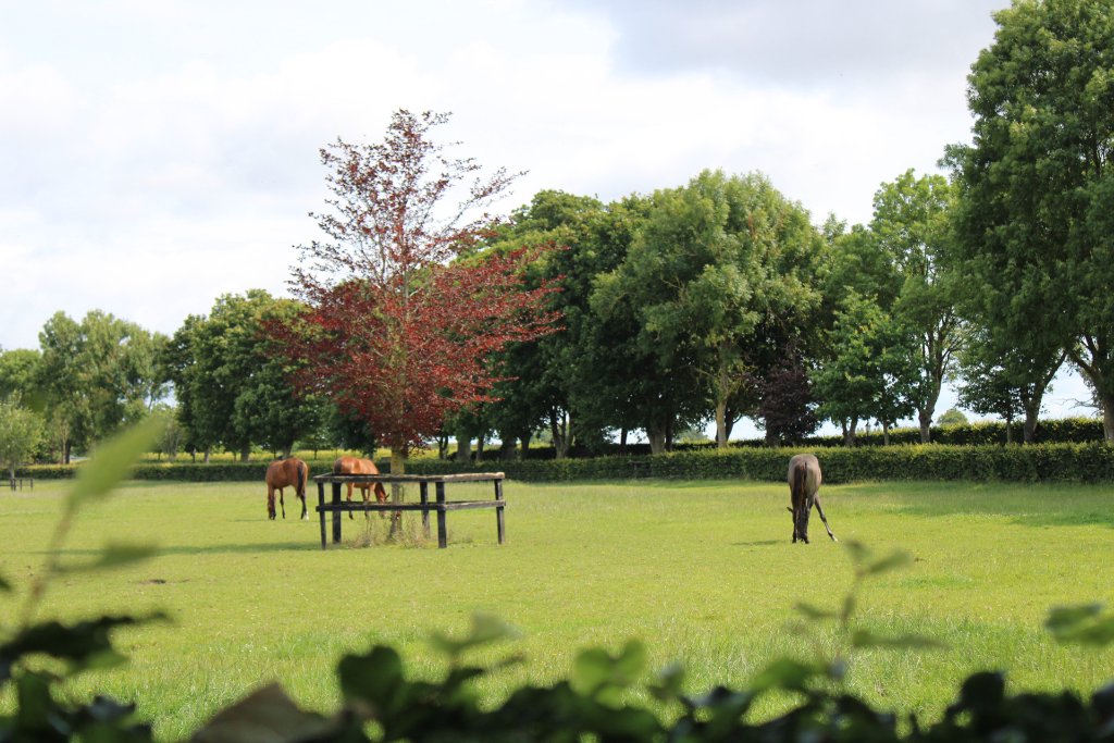 Aerial view of Bert House Stud yard and gallop, County Kildare