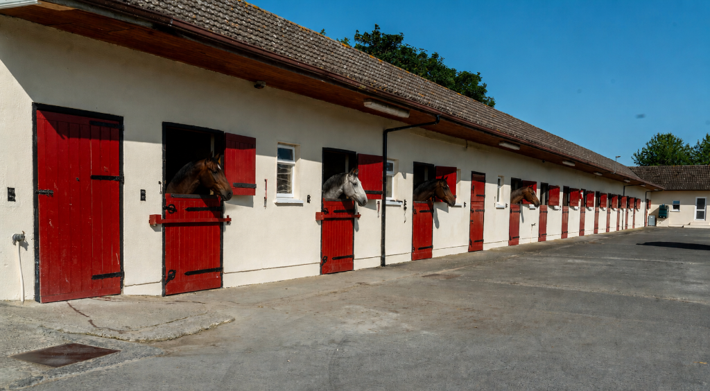 Thoroughbred horses looking over stable doors at Bert House Stud yard, County Kildare