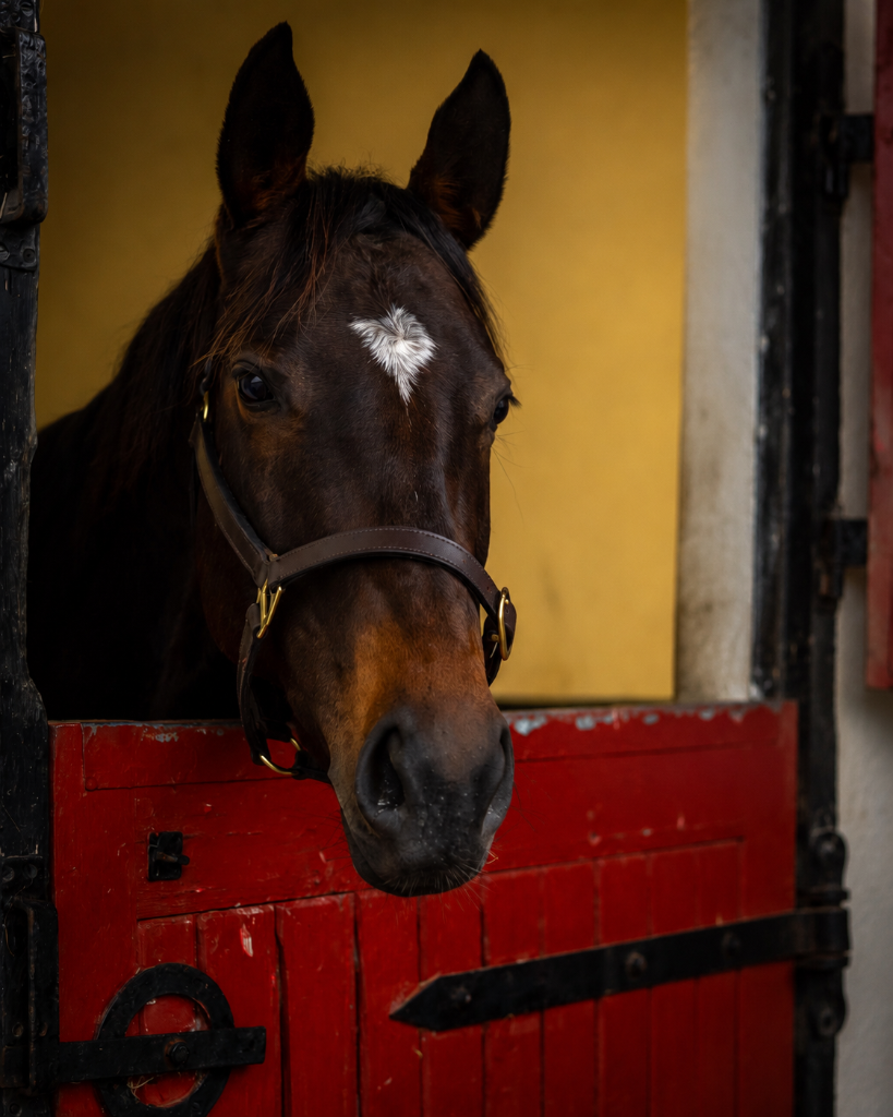 Thoroughbred racehorse looking over stable door at Bert House Stud