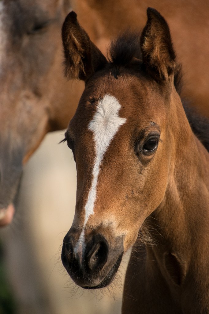 Newborn foal in a warmly lit foaling box