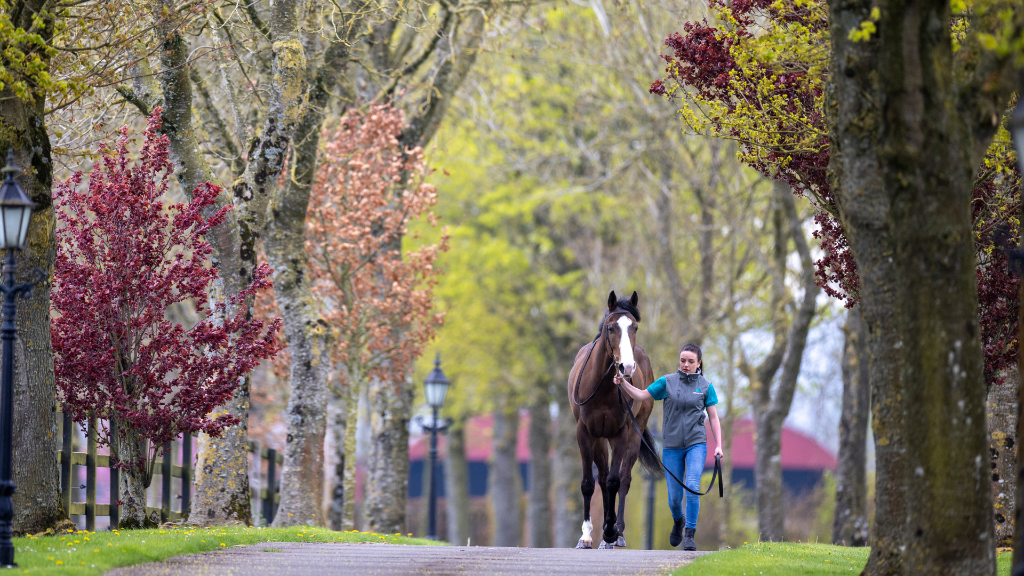 Two thoroughbreds in a misty Kildare paddock at dawn