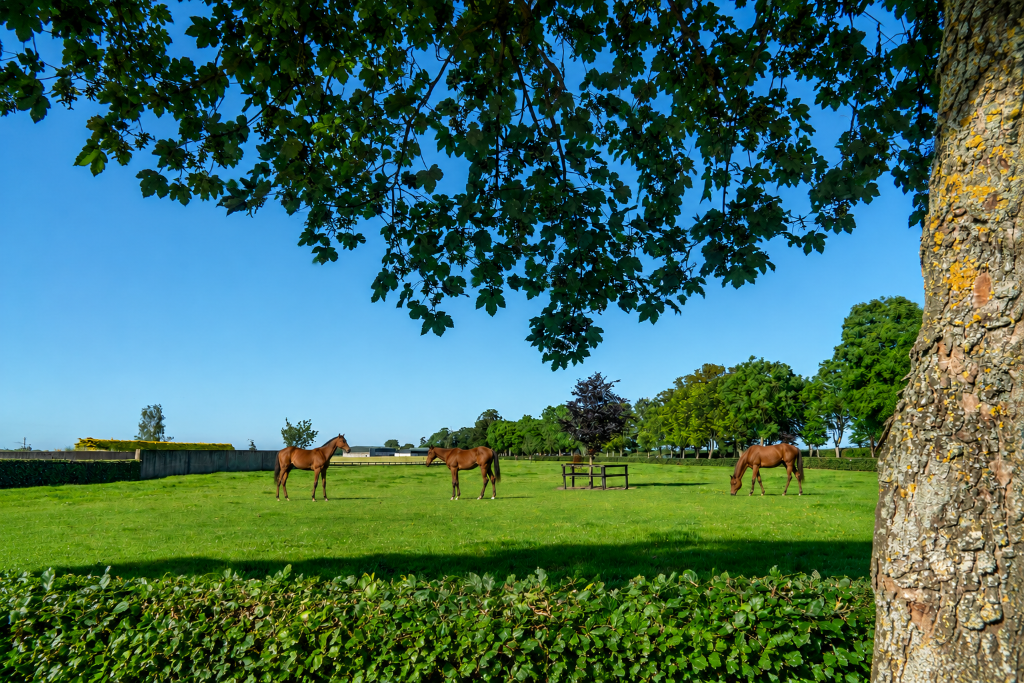 Thoroughbred youngstock grazing in a lush green Irish pasture at Bert House Stud
