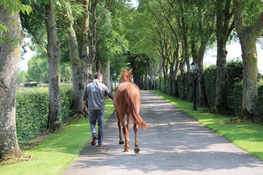 Groom walking a thoroughbred along the tree-lined avenue at Bert House Stud