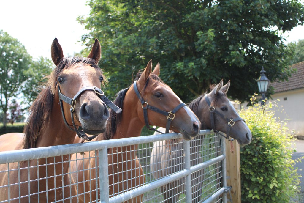 Lush paddocks and mature trees at Bert House Stud, County Kildare