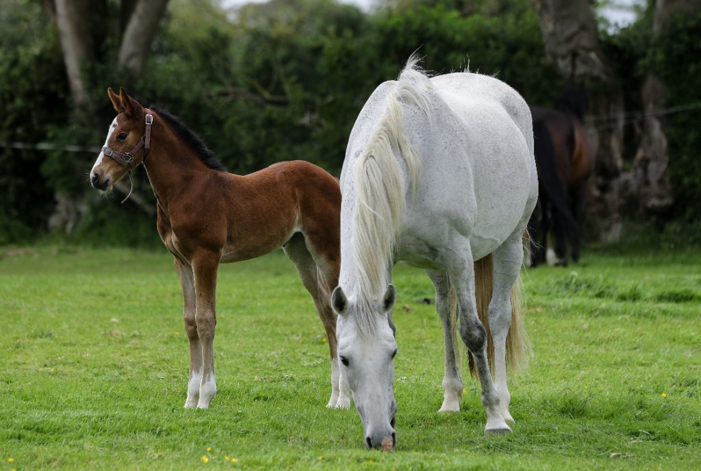 Foaling Season Officially Underway at Bert House Stud