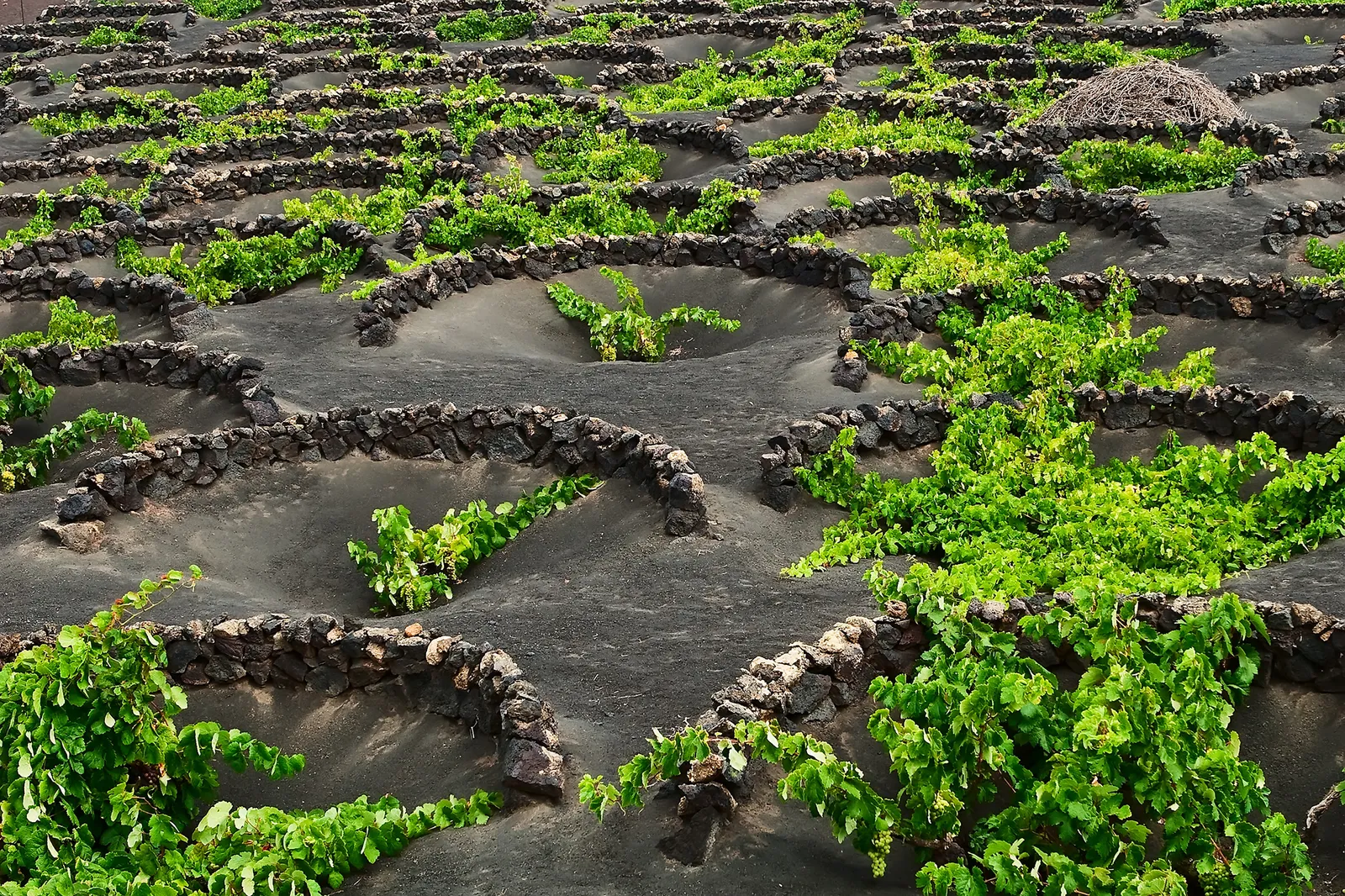 Volcanic vineyard
