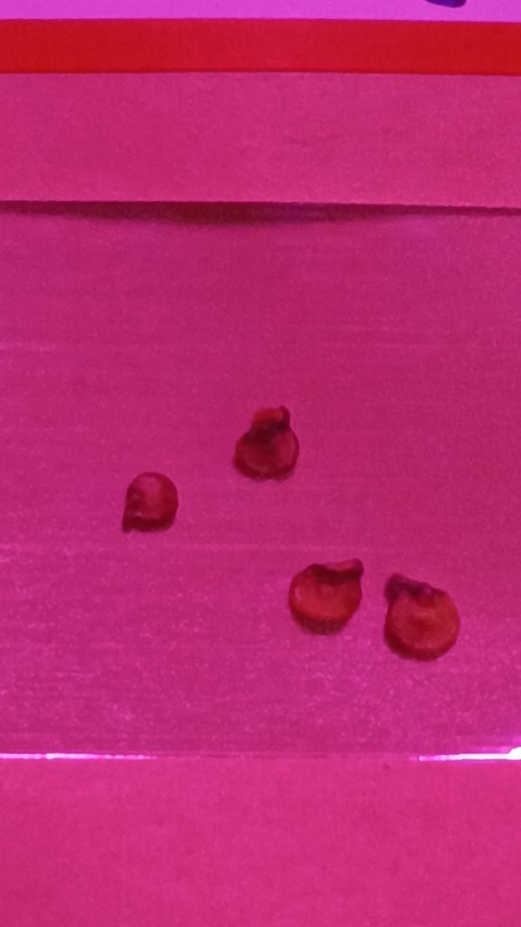Ghost Pepper Seeds 3